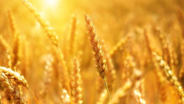 Минсельхоз РФ раскрыл размер пошлины на экспорт пшеницы