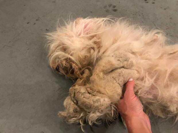 собака Голландия, спасатели подстригли собаку 
