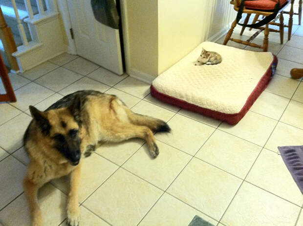 cats-stealing-dog-beds-6-57e0fda5ef096__700