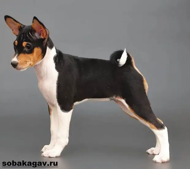 Басенджи собака. Описание, особенности, уход и цена породы басенджи