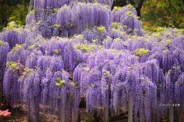 Японский фестиваль цветущей глицинии Great Westeria (35 фото)
