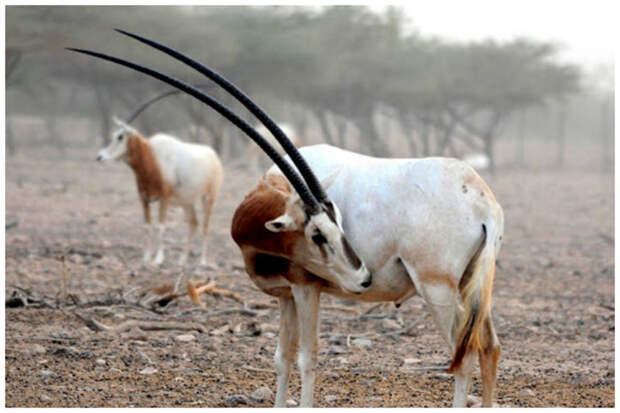 Антилопы ориксы - длина рогов достигает 120 см интересное, красота, природа, рога, флора