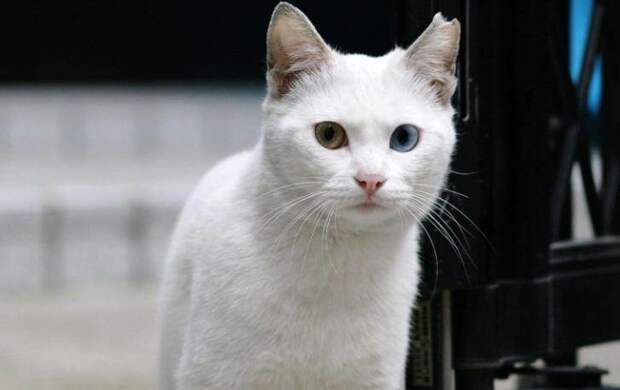 Как человек совершенно случайно спас одинокого белого кота…