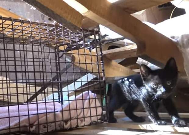 Котенок у ловушки Котенок стоит