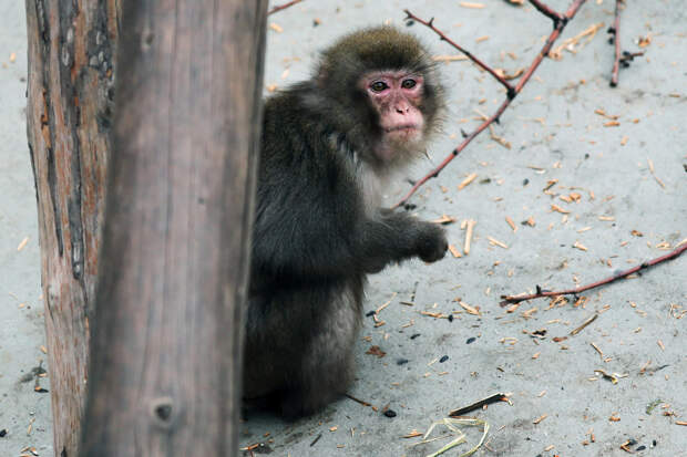 Россия готовится вновь отправлять в космос обезьян