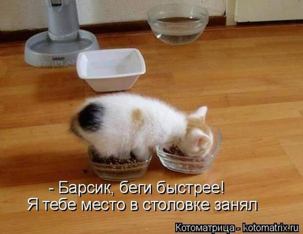 Лучшие котоматрицы недели (50 фото)