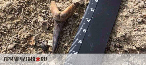 Акула эпохи эоцена: на Белой скале в Крыму нашли зубы древнего хищника возрастом 45 млн лет