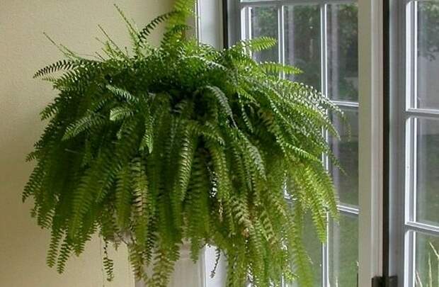 комнатное растение у окна