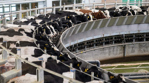 Глава Россельхознадзора развеял слухи о закрытии ферм из-за вспышки пастереллеза