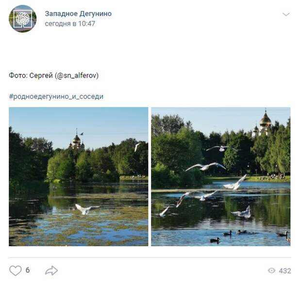 Фото дня: чайки на Дегунинском пруду