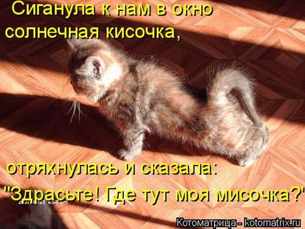 Лучшие котоматрицы недели (50 фото)