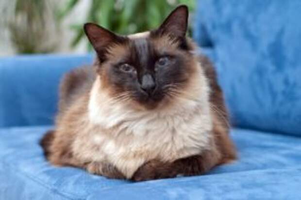 Характер балинезийских кошек