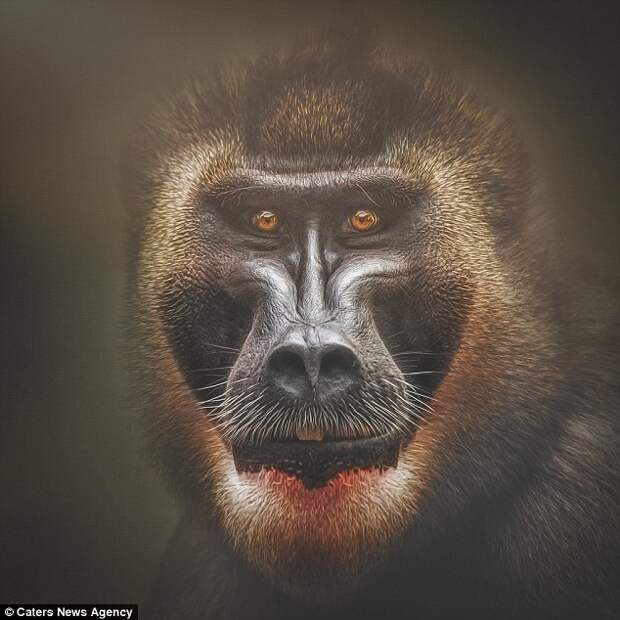 Человек и приматы: как мы поразительно похожи