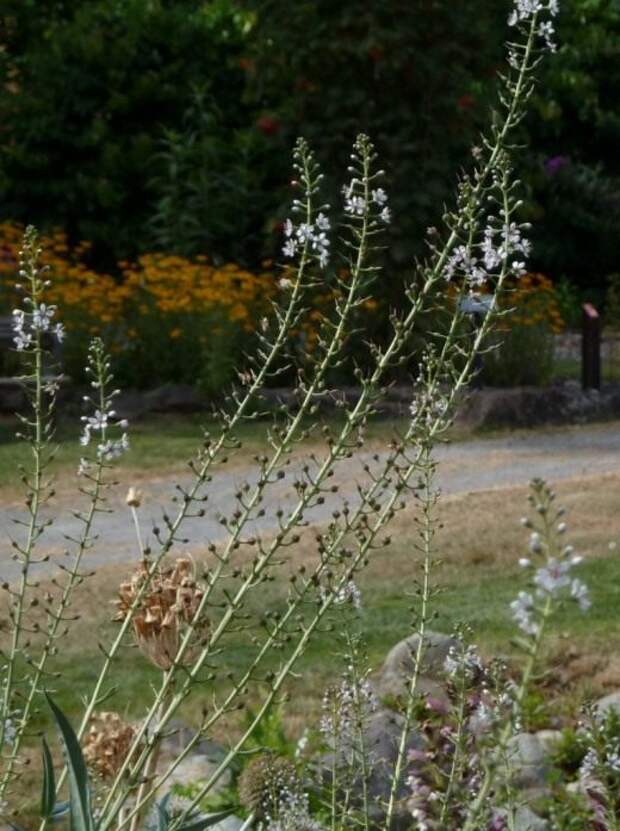 Вербейник эфемерный (Lysimachia ephemerum)