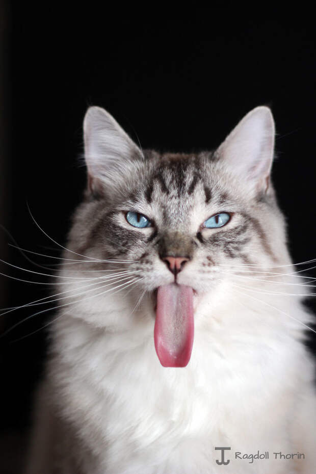 Видали кота с языком длиннее? гарри поттер, интересное, кот, рэгдолл, фото, хоббит