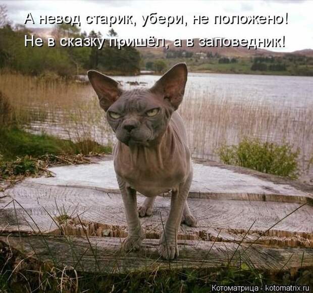 Лучшие котоматрицы недели (50 фото)