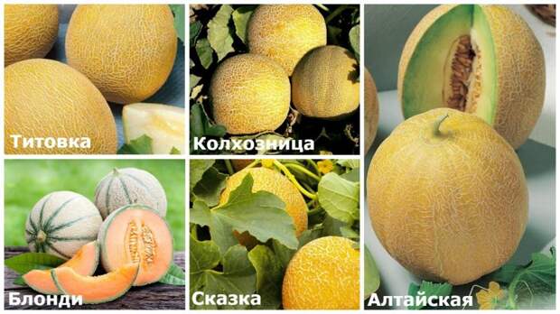 Ультраскороспелые сорта дыни