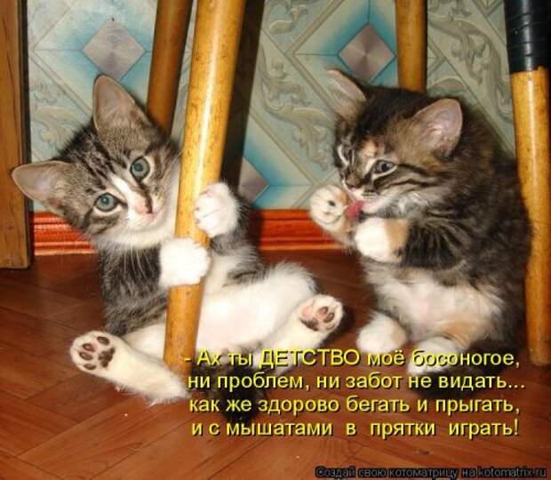 Свежая котоматрица на Бугаге (37 фото)