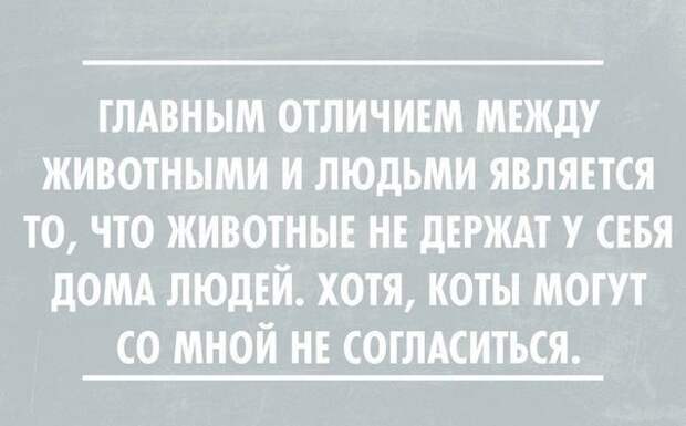 Картинки с надписями про котов