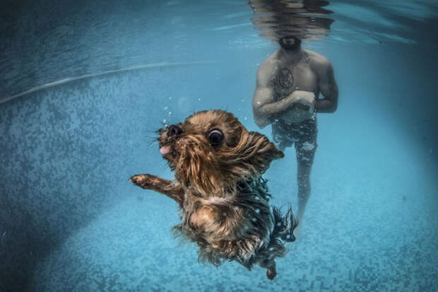 Животные в фотографиях