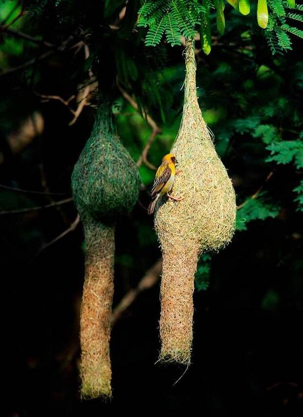 Гнезда птиц байя уивер гнезда, красота, птицы, удивительное, фауна