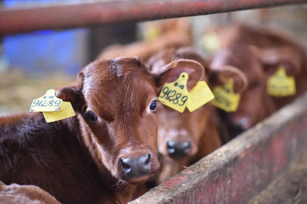 В Новосибирской области изымают скот из-за вспышек бешенства и пастереллёза