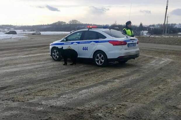 Заблудившаяся в Новокузнецке собака пришла за помощью к полиции. Фото: ГУ МВД России по Кемеровской области.