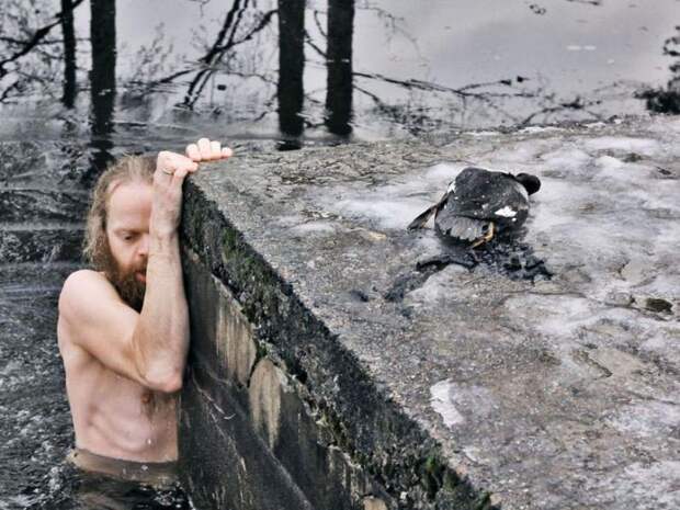 норвежец спас утку, утка застряла подо льдом, спасение утки застрявшей подо льдом