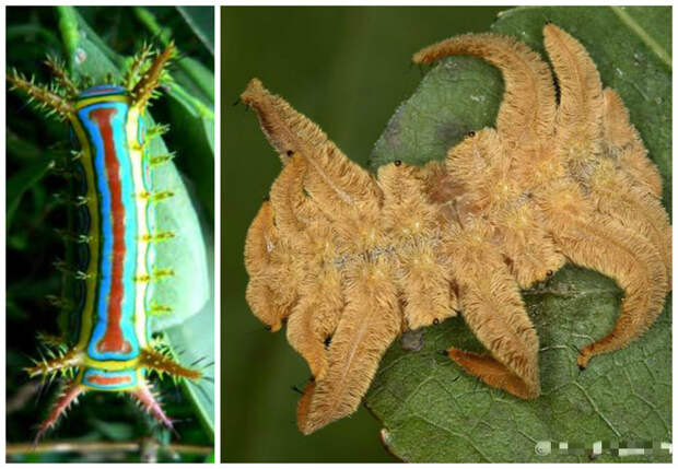 Вторая разновидность гусениц, которые свободно обитают на поедаемых растениях, составляют большинство гусениц крупных видов бабочек. гусеницы, красота, насекомые, удивительное, фауна