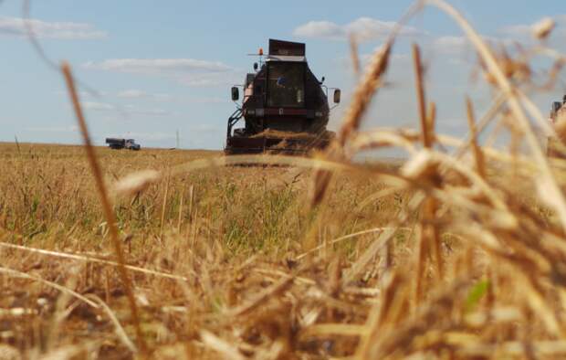 В интересах Марокко убрать пошлину: эксперт об экспорте российской пшеницы в Африку