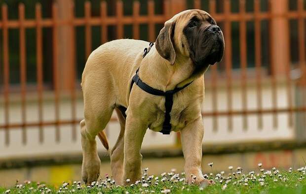 1-е место: Английский мастиф – старинная английская порода собак, которая носит статус самой большой породы собак в мире.  собаки, топ-15