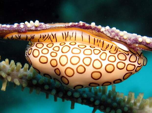 Cyphoma gibbosum