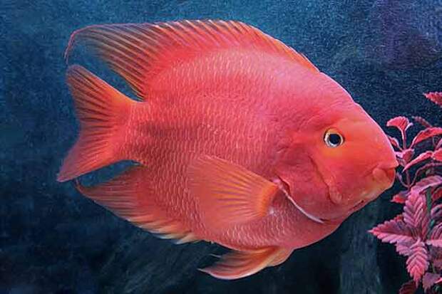 Рыба красный попугай