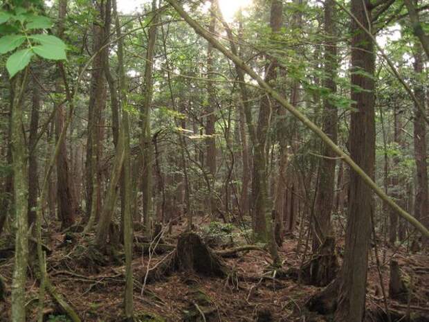 лес Дзюкай япония
