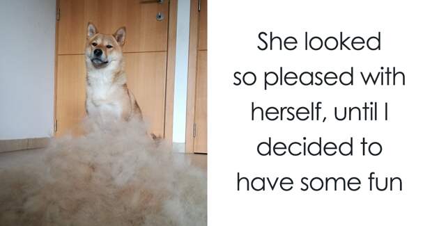 Human Puts His Dog In Wigs Made From Her Own Hair, And It’s Hilarious How Its Face Changes With Every Pic