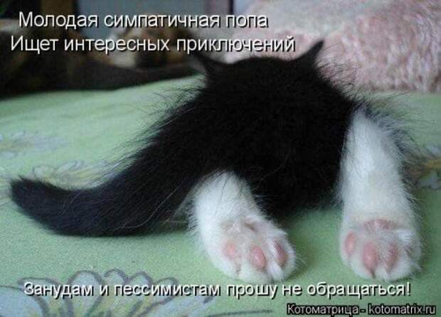 Новая котоматрица для всех (34 фото)