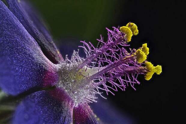 Eighth Place. Wildflower Stamens