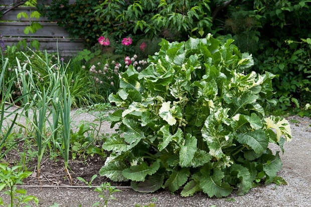 Купить Семена Хрена Для Посадки