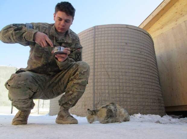 Солдаты со своими… котиками