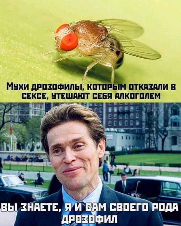 Фотоприколы для повышения настроения: "Пандемии назло" Фотоприколы для повышения настроения: "Пандемии назло"