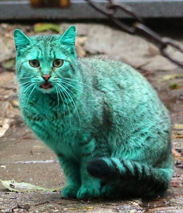 зелёный кот Варна, Green cat Varna