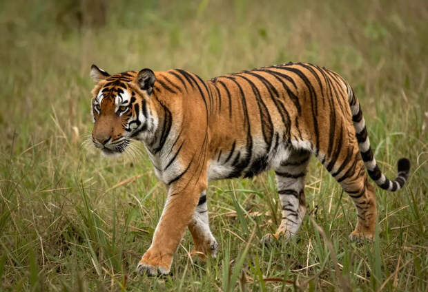 Под Хабаровском тигр пробрался во двор дома и загрыз собаку