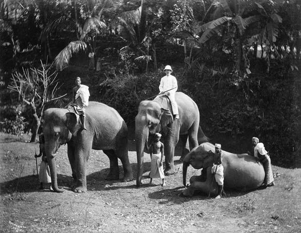 Редчайшие фотографии о повседневной жизни Шри-Ланки в 1880-х годах 8