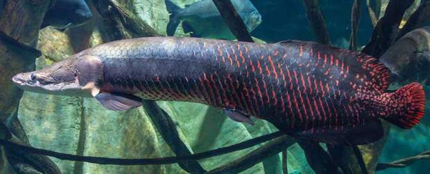 Какая самая большая в мире пресноводная рыба?