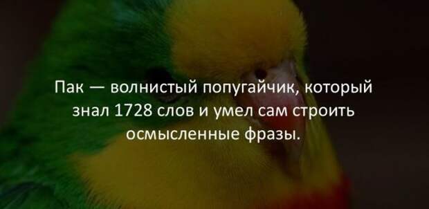 Интересные факты (40 картинок)