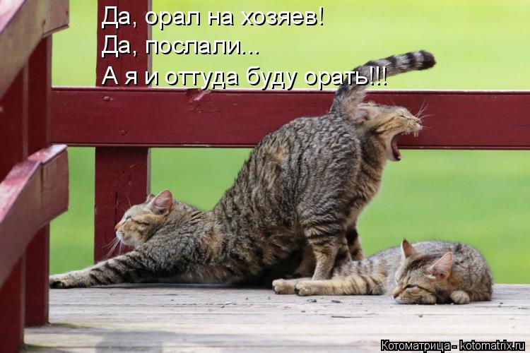 Котоматрица: Да, орал на хозяев! Да, послали... А я и оттуда буду орать!!!