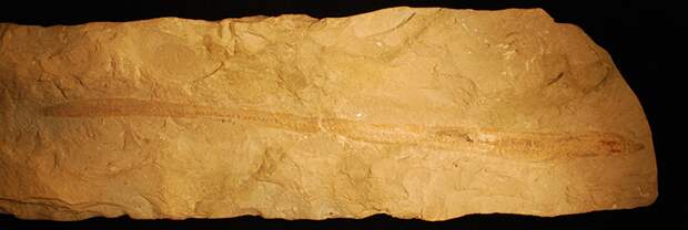 a photo of a fossil of an ancient hagfish, Tethymyxine