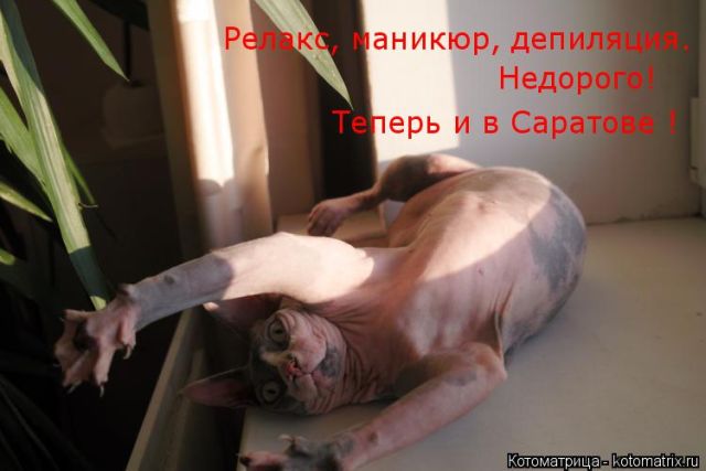 Лучшие котоматрицы недели (51 фото)