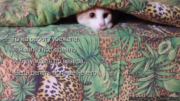 Лучшая котоматрица недели