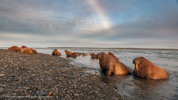 Восточное побережье Таймыра. Встреча с моржами путешествия, факты, фото